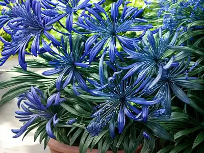 Agapanthus Headbourne Hybrids (African Lily)
