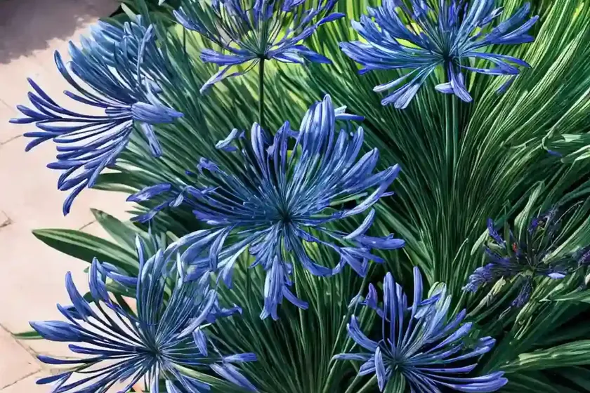 Agapanthus ‘loch hope’ (african lily) — photo 2
