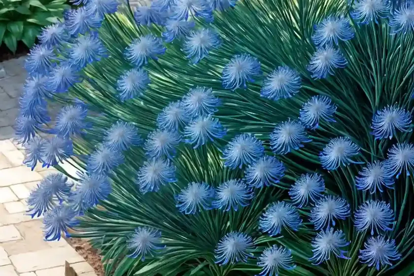 Agapanthus ‘loch hope’ (african lily) — photo 3