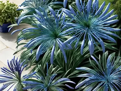 Agapanthus ‘Loch Hope’ (African Lily)