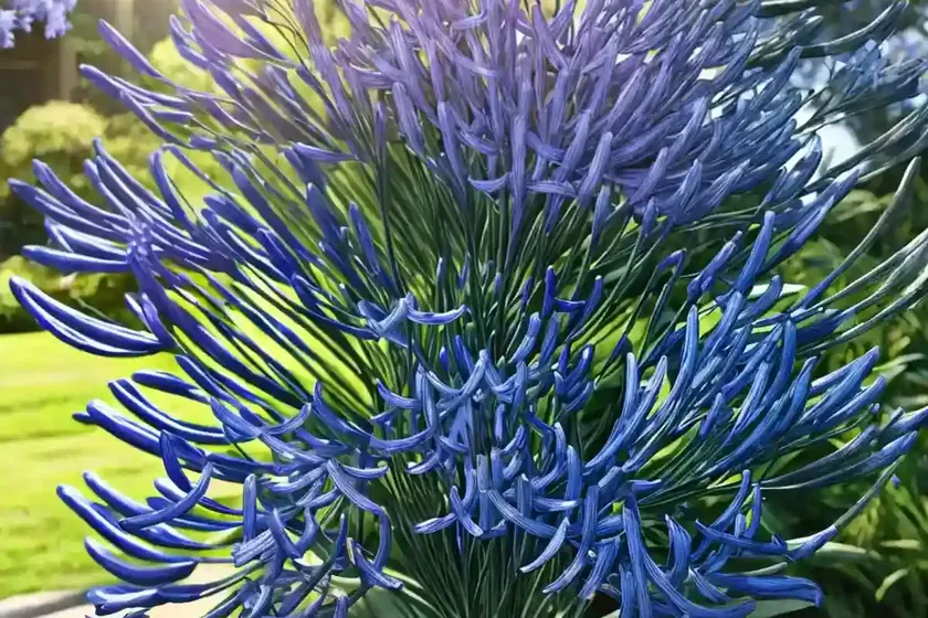 Agapanthus ‘luly’ (african lily) — photo 3