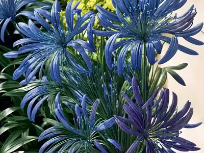 Agapanthus ‘Luly’ (African Lily)