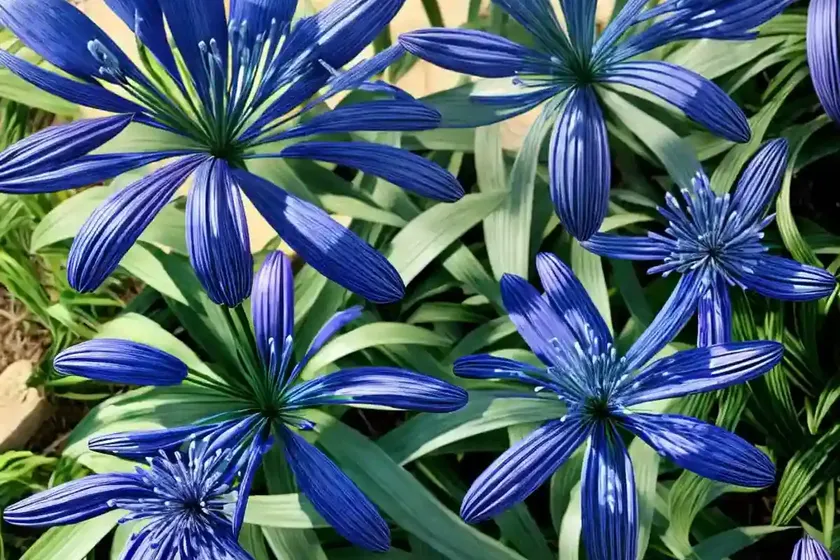Agapanthus ‘midnight star’ (african lily) — photo 2