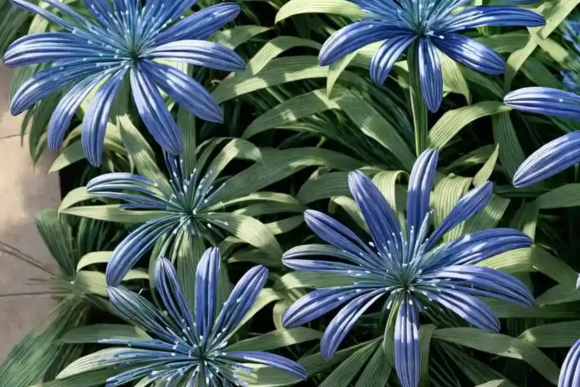 Agapanthus ‘midnight star’ (african lily) — photo 3