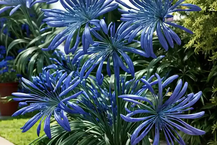 Agapanthus ‘northern star’ (african lily) — photo 3