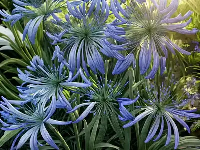 Agapanthus Orientalis ‘Albus’ (African Lily)