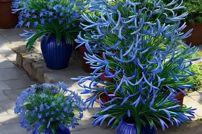 Agapanthus ‘peter pan’ (african lily) — photo 2