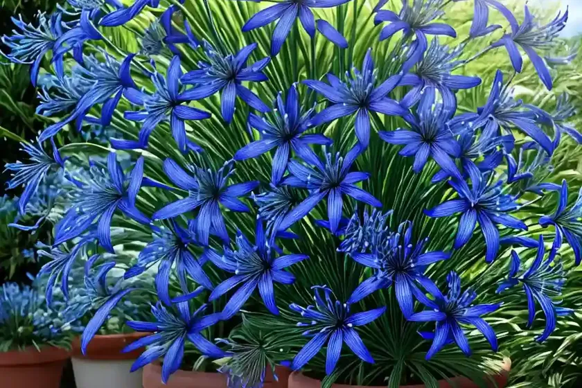 Agapanthus ‘peter pan’ (african lily) — photo 3