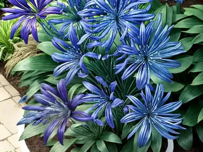 Agapanthus ‘Peter Pan’ (African Lily)