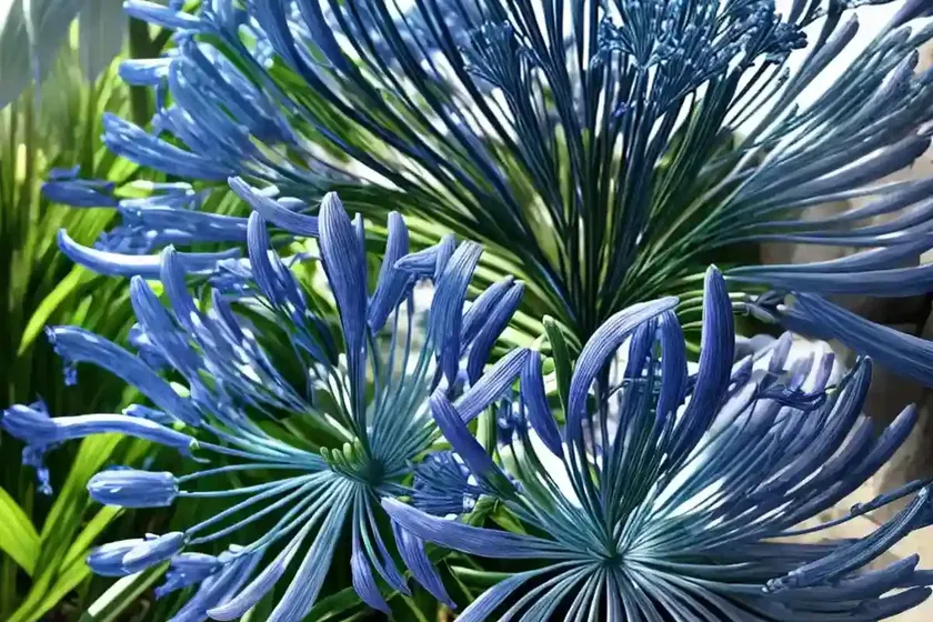 Agapanthus ‘polar ice’ (african lily) — photo 2
