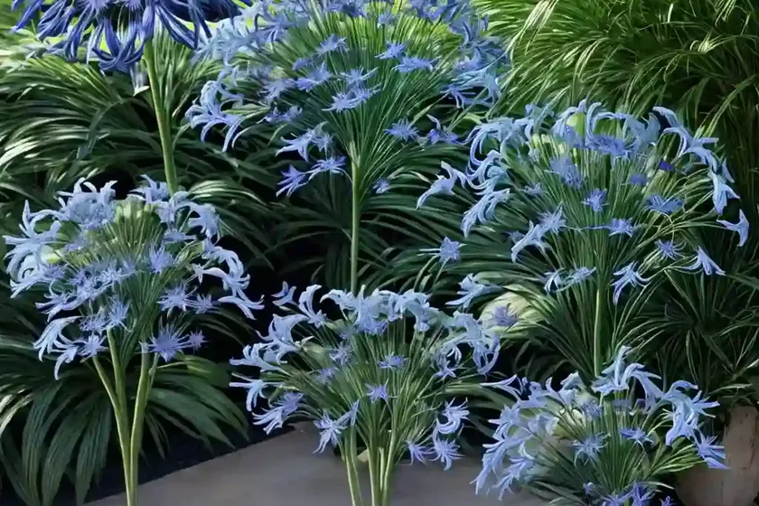 Agapanthus praecox orientalis ‘queen mum’ (african lily) — photo 2