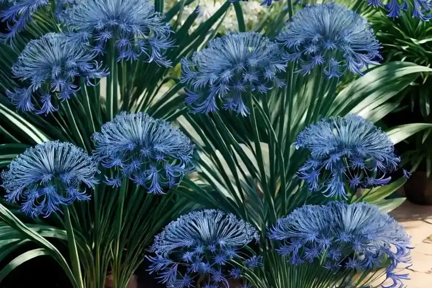 Agapanthus praecox orientalis ‘queen mum’ (african lily) — photo 3