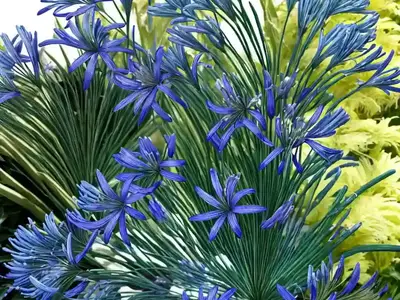 Agapanthus Praecox Orientalis ‘Queen Mum’ (African Lily)