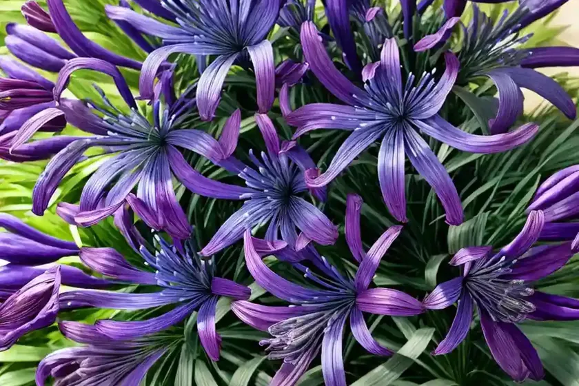 Agapanthus ‘purple cloud’ (african lily) — photo 2