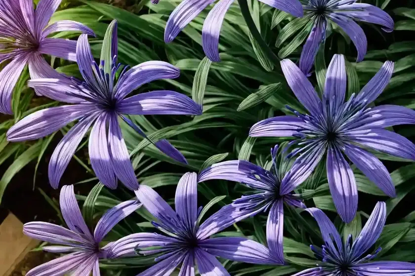 Agapanthus ‘purple cloud’ (african lily) — photo 3