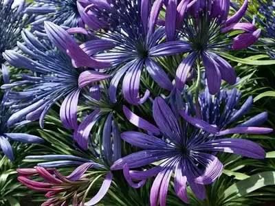 Agapanthus ‘Purple Cloud’ (African Lily)