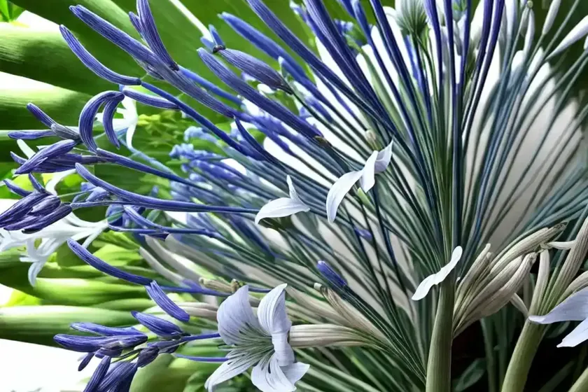 Agapanthus silver moon (african lily) — photo 2