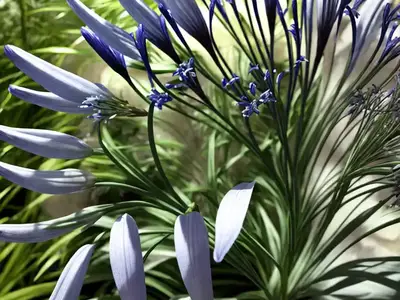 Agapanthus Silver Moon (African Lily)