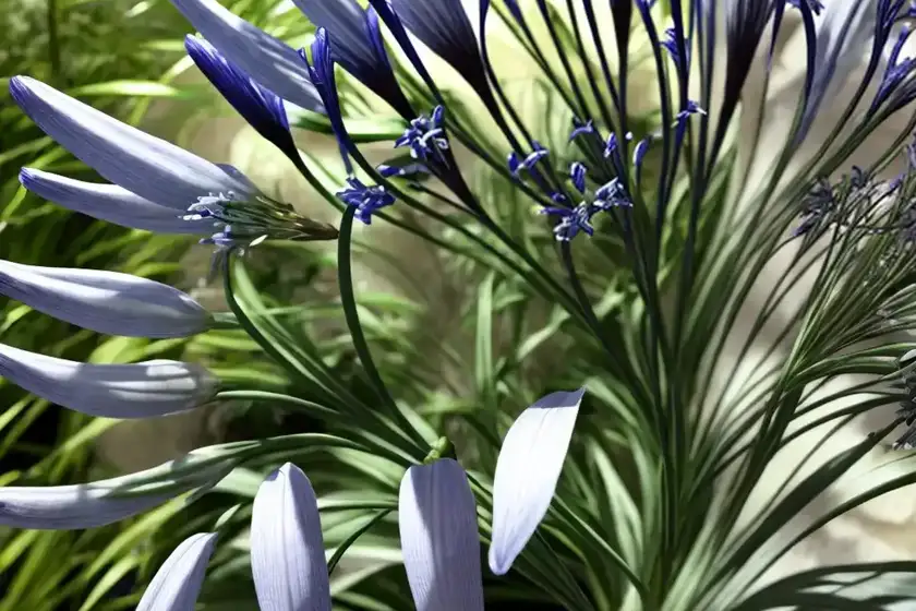 Agapanthus silver moon (african lily)