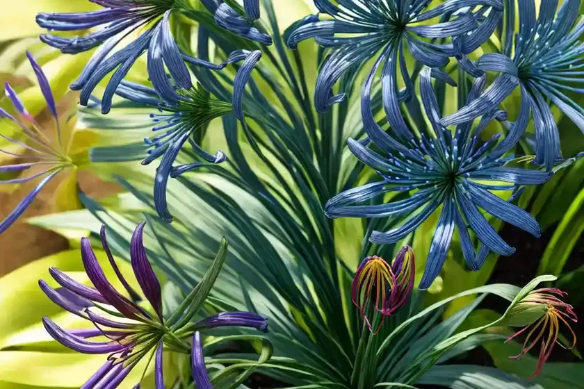 Agapanthus twister (african lily) — photo 2