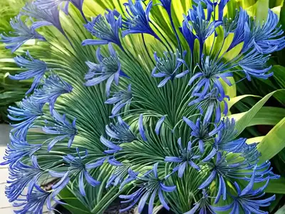 Agapanthus Twister (African Lily)