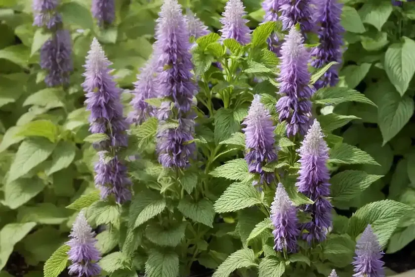 Agastache aurantiaca ‘apricot sprite’ (anise hyssop) — photo 3