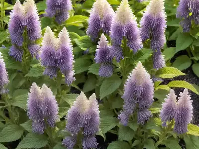 Agastache Aurantiaca ‘Apricot Sprite’ (Anise Hyssop)