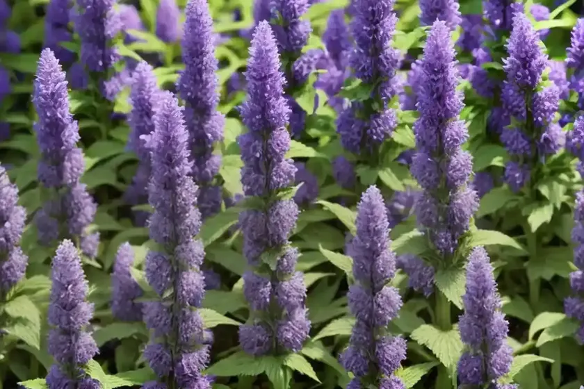 Agastache ‘black adder’ (giant hyssop) — photo 3