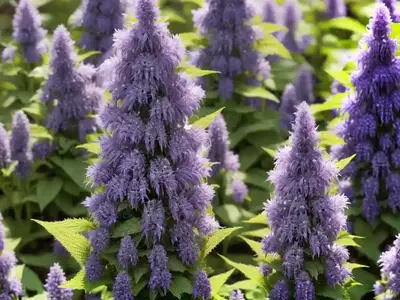 Agastache ‘Black Adder’ (Giant Hyssop)