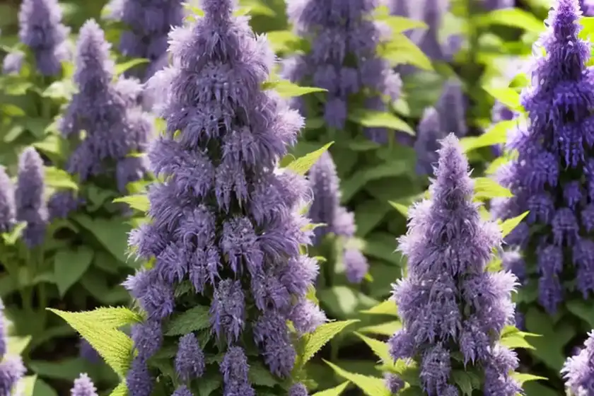 Agastache ‘black adder’ (giant hyssop)
