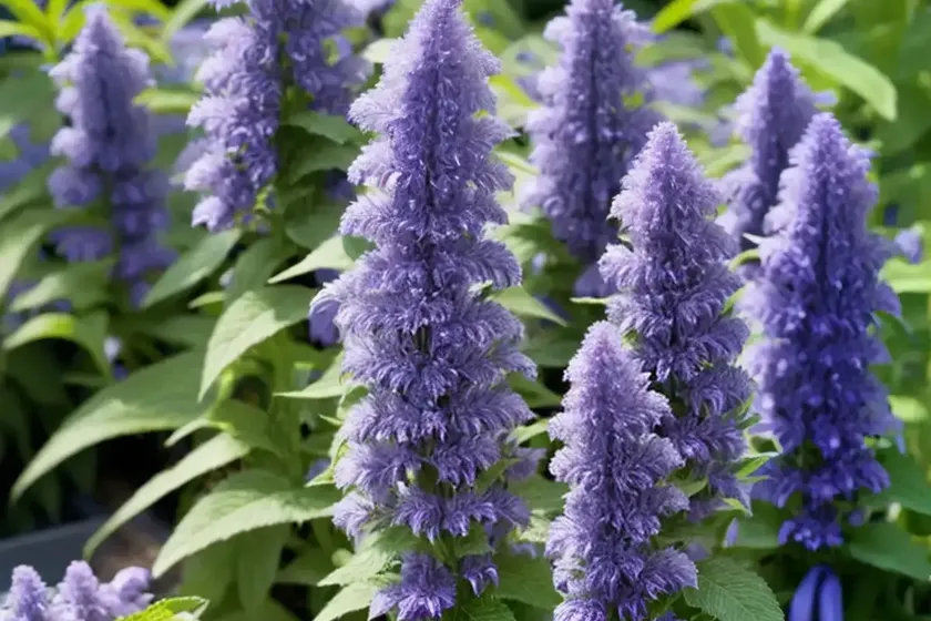 Agastache ‘blue boa’ (giant hyssop) — photo 3
