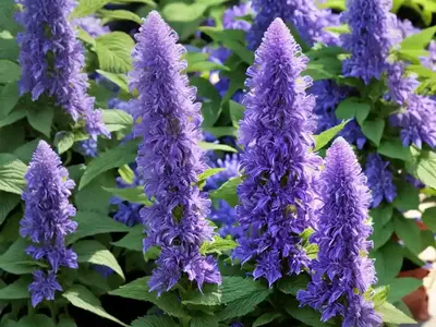Agastache ‘Blue Boa’ (Giant Hyssop)