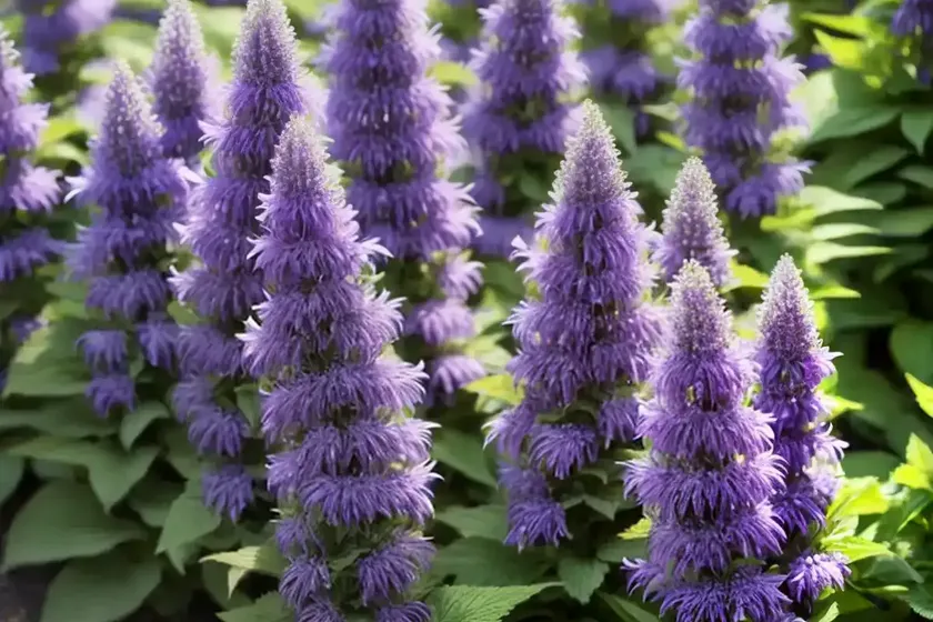 Agastache ‘blue fortune’ (giant hyssop) — photo 3