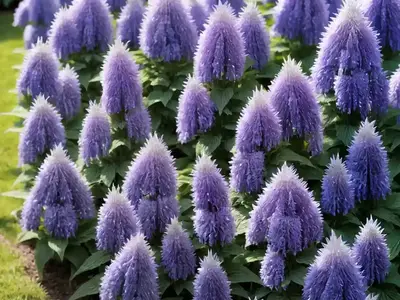 Agastache ‘Blue Fortune’ (Giant Hyssop)