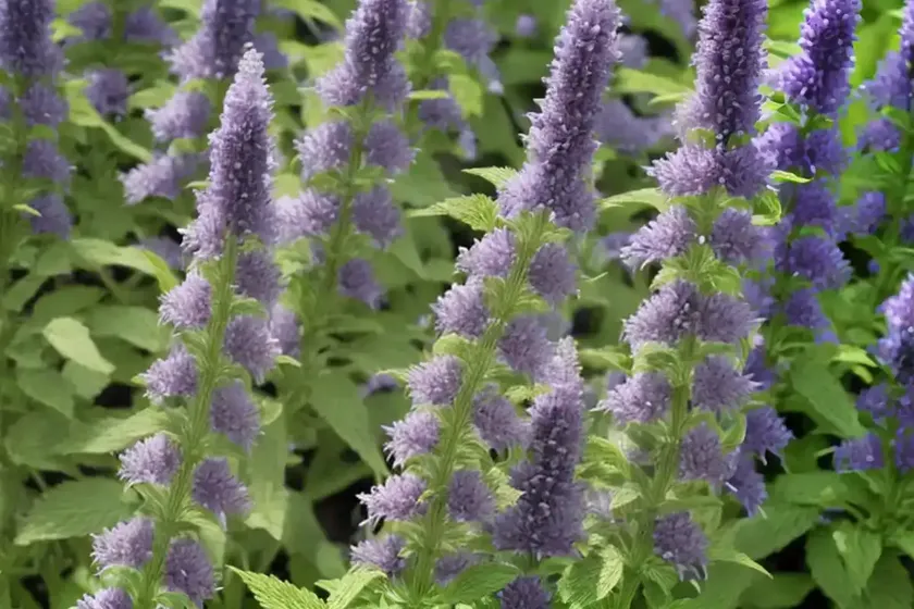 Agastache foeniculum (anise hyssop) — photo 2