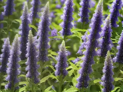 Agastache Foeniculum (Anise Hyssop)