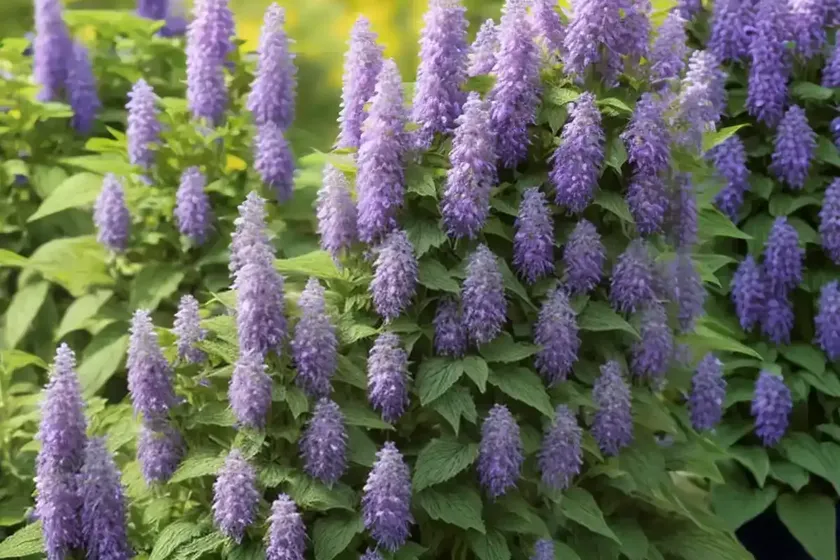 Agastache nepetoides (yellow giant hyssop) — photo 2
