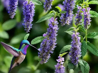 Agastache POQUITO Dark Blue (Dwarf Hummingbird Mint)