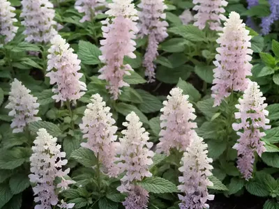 Agastache Rugosa F. Albiflora ‘Alabaster’ (Korean Mint)