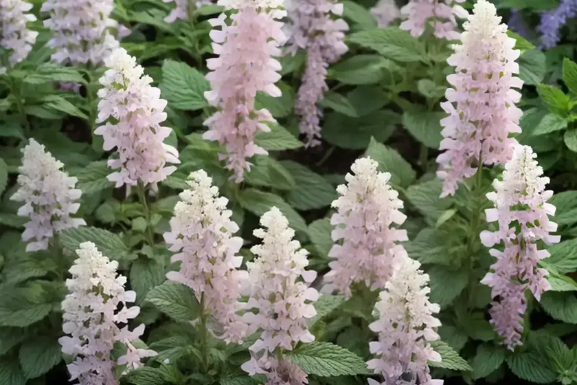 Agastache rugosa f. albiflora ‘alabaster’ (korean mint)