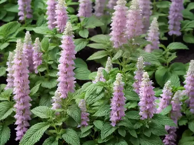 Agastache Rugosa F. Albiflora (Korean Mint)