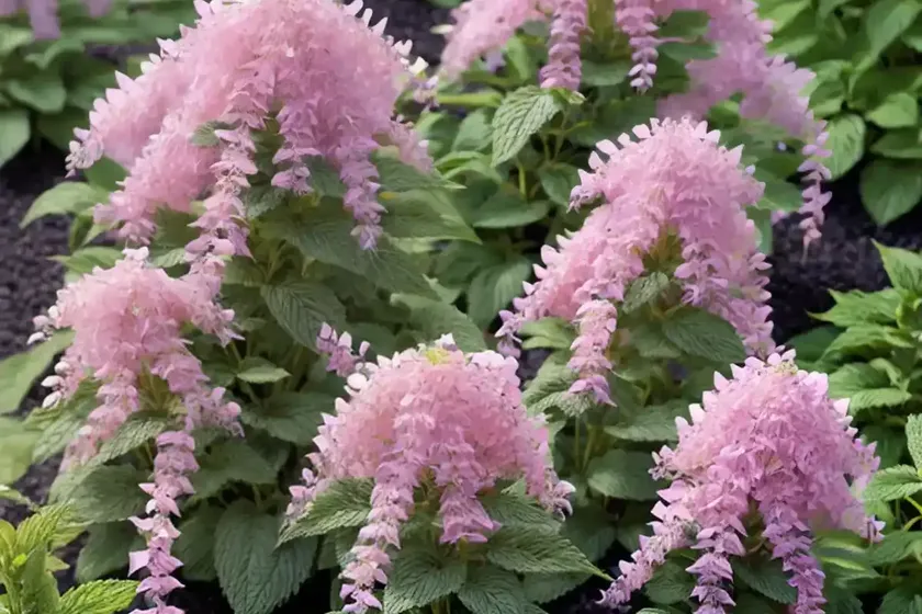 Agastache rugosa ‘golden jubilee’ (korean mint) — photo 2