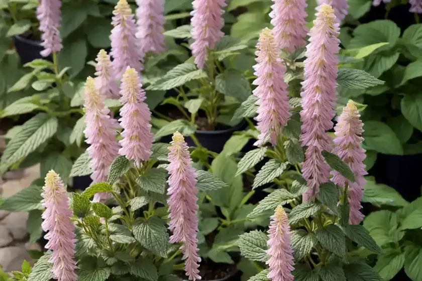 Agastache rugosa ‘golden jubilee’ (korean mint) — photo 3