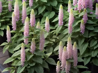 Agastache Rugosa ‘Golden Jubilee’ (Korean Mint)