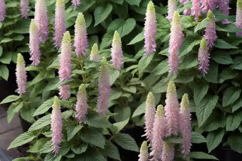 Agastache rugosa ‘golden jubilee’ (korean mint)