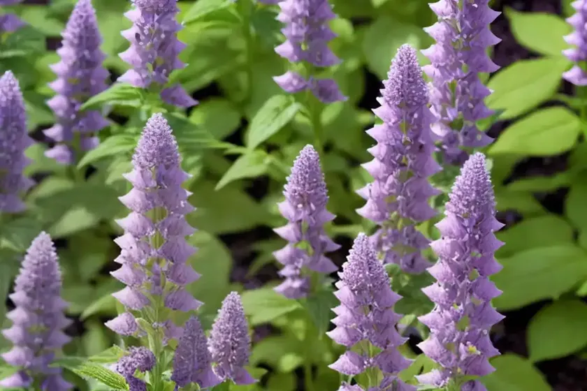 Agastache rugosa ‘little adder’ (anise hyssop) — photo 3