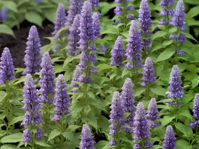 Agastache Rugosa ‘Little Adder’ (Anise Hyssop)
