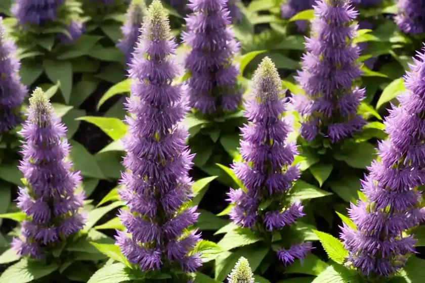 Agastache rupestris (sunset hyssop) — photo 2