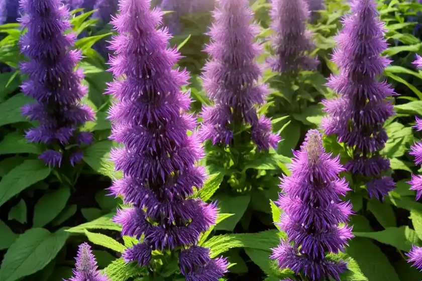 Agastache rupestris (sunset hyssop) — photo 3