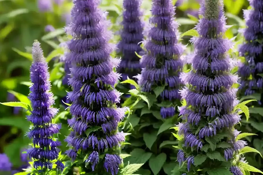 Agastache urticifolia (nettleleaf giant hyssop) — photo 2